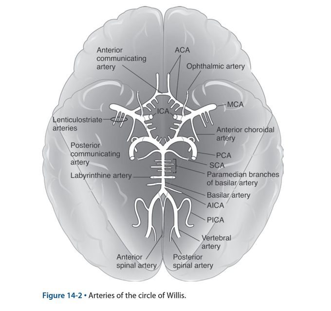 Arteries supply the brain