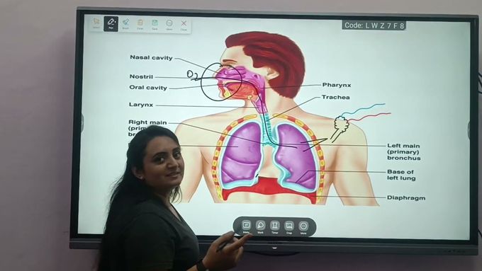 Respiratory system | Inhale and Exhale