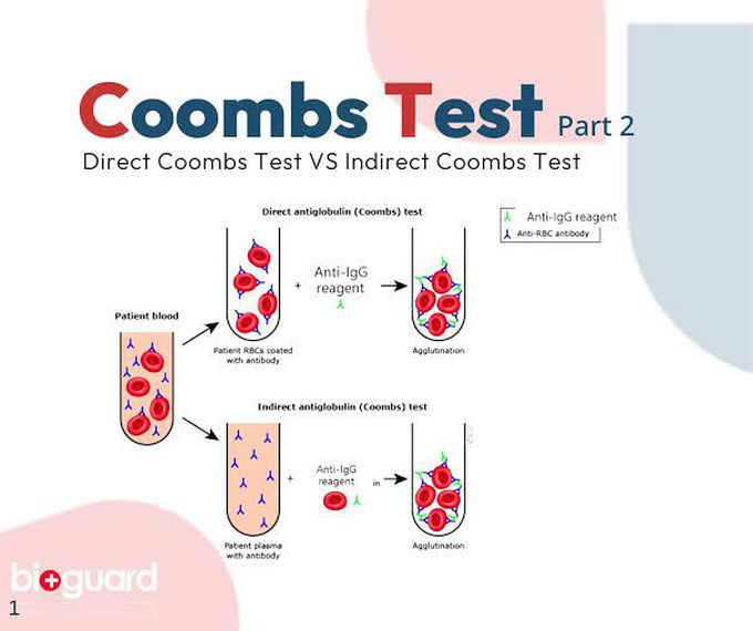 Coombs Test