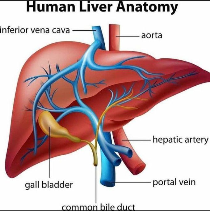 Human liver anatomy