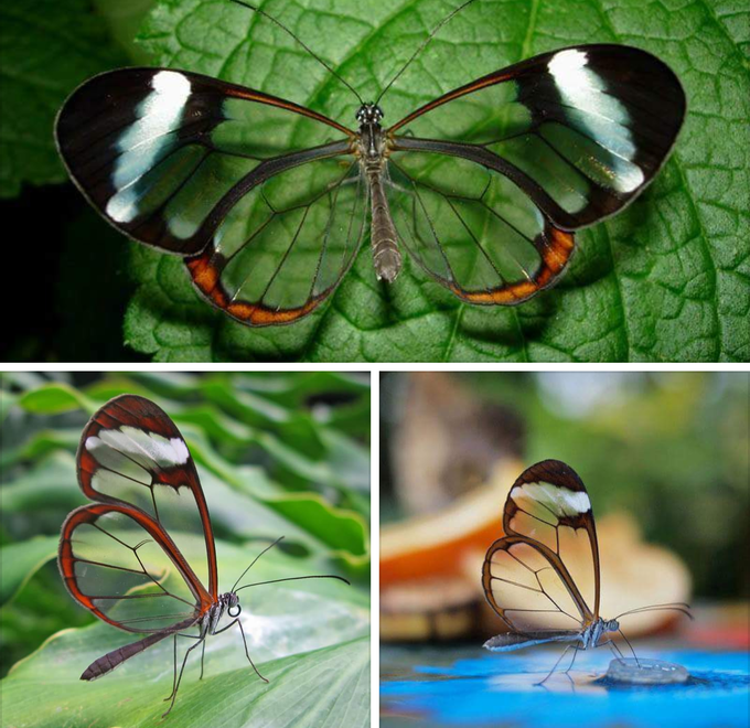 Glass winged butterfly 🦋🦋!!