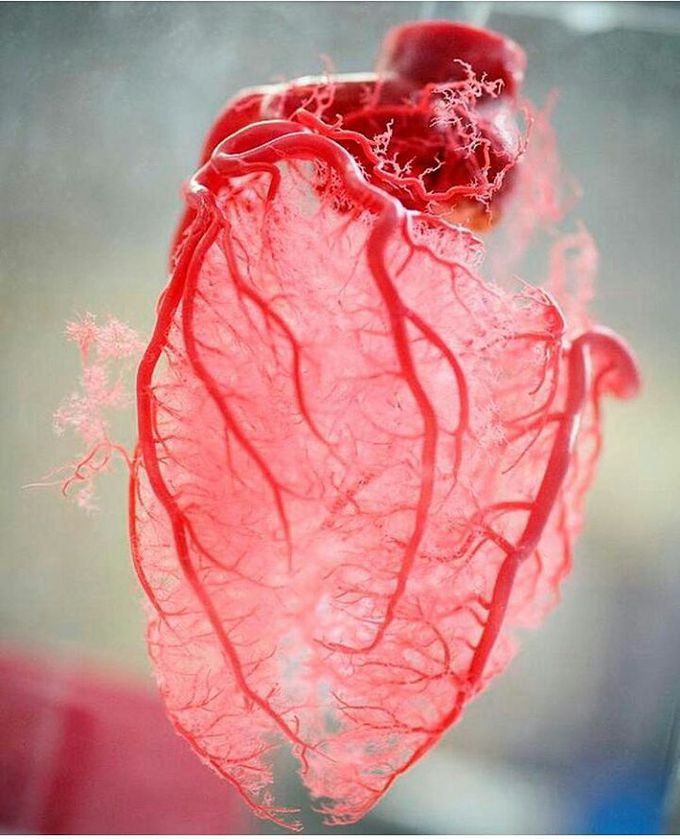 Blood supply (arterial) of heart