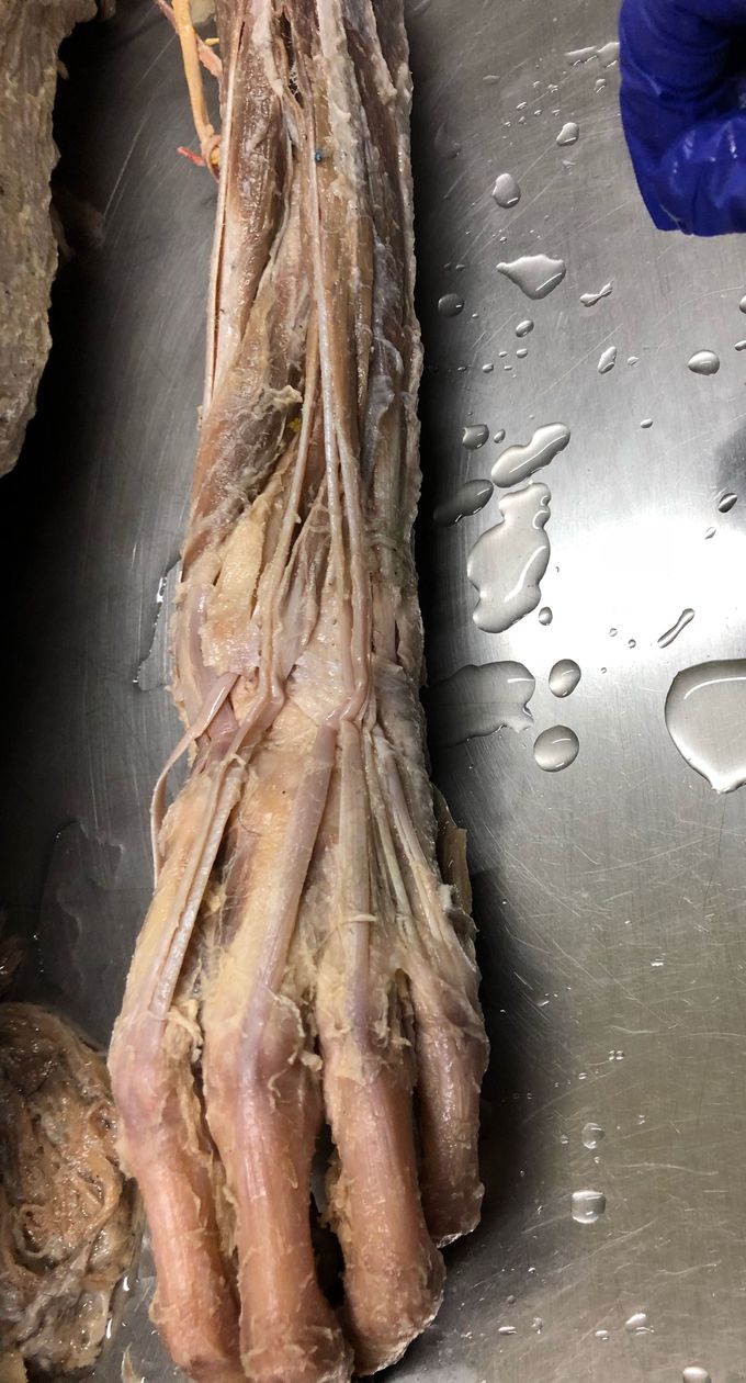 Anatomía