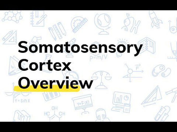 Somatic Sensations: 
somatosensory cortex I