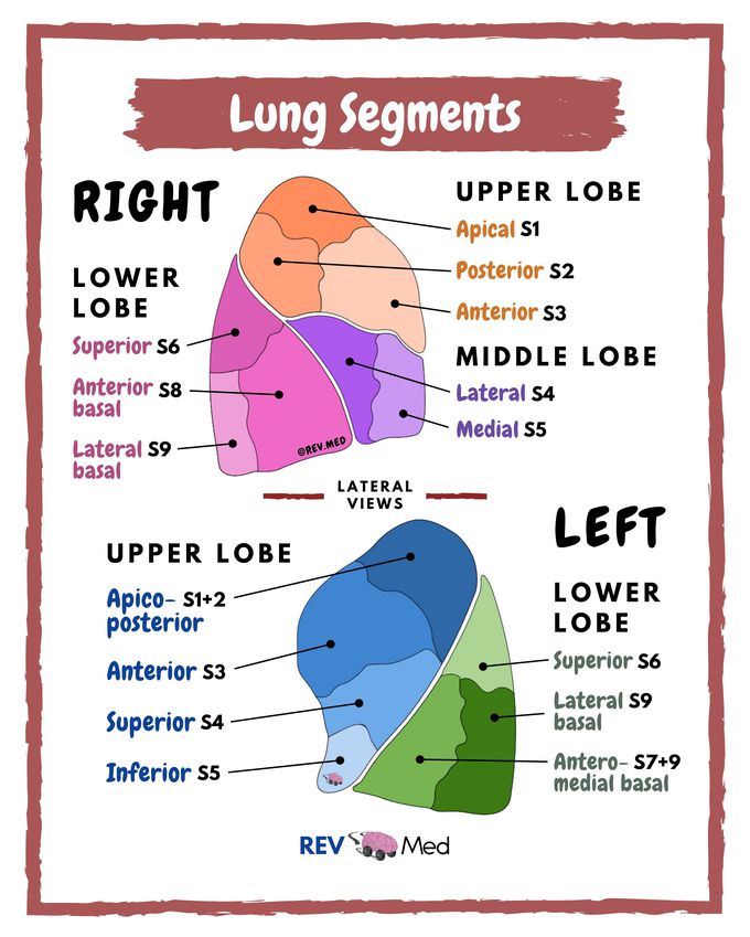 Lung Segments in Color - Anatomy