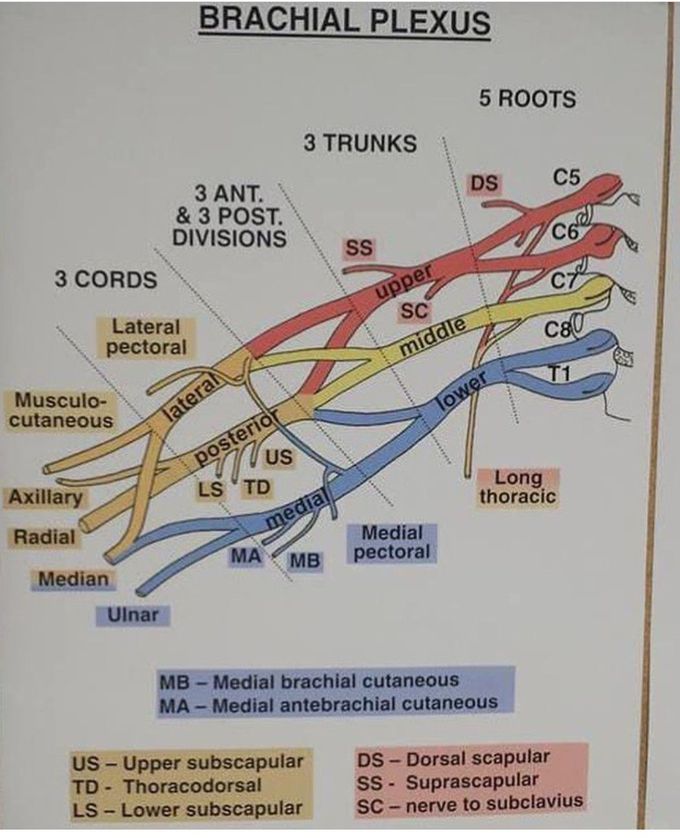 Brachial Plexus