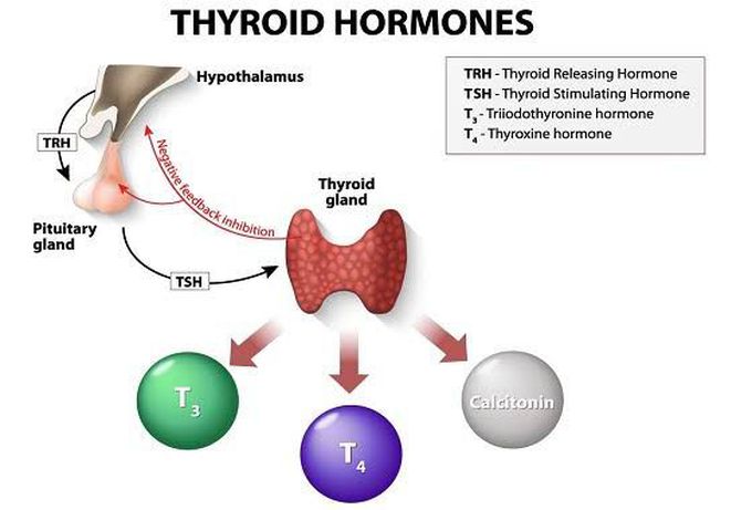 Thyroid hormones