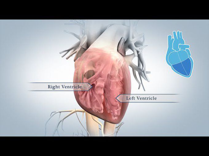 Visual representation of how heart pumps blood.