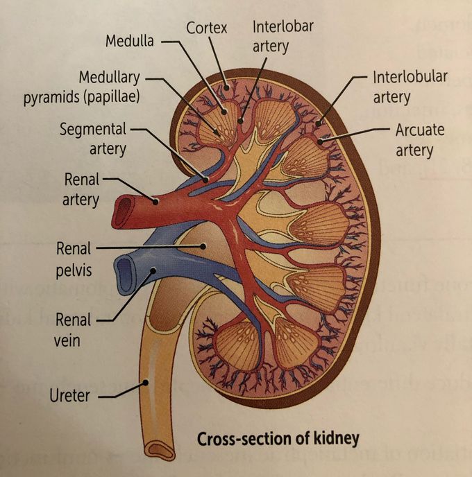 Renal question of the day