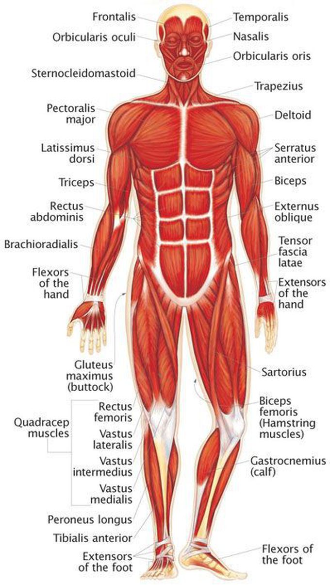 Muscular System - Human Body