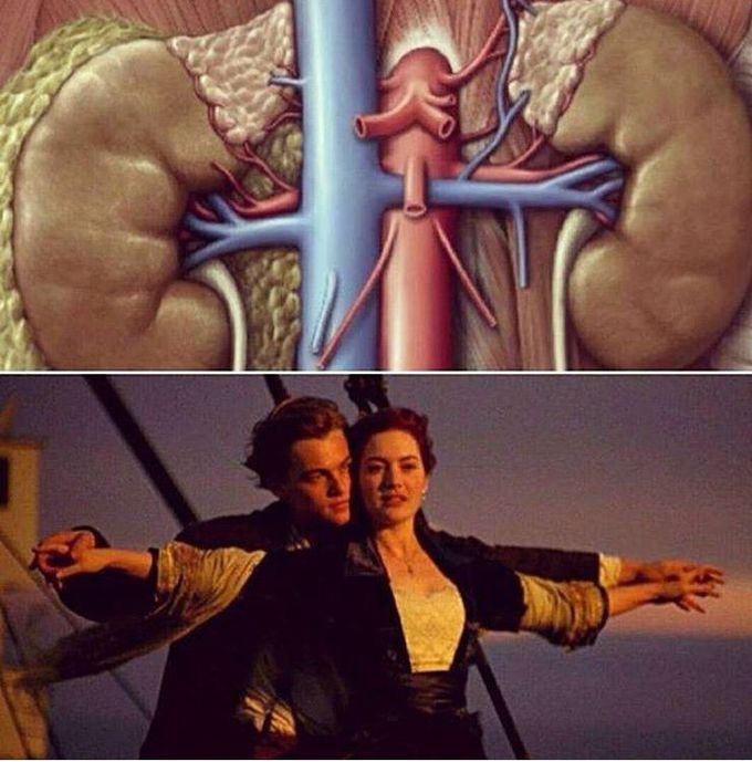 The Titanic in medical student’s eyes especially in the anatomy 😂😂💔