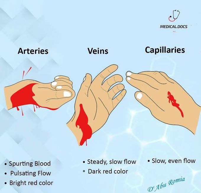 Blood flow in veins capillaries and arteries