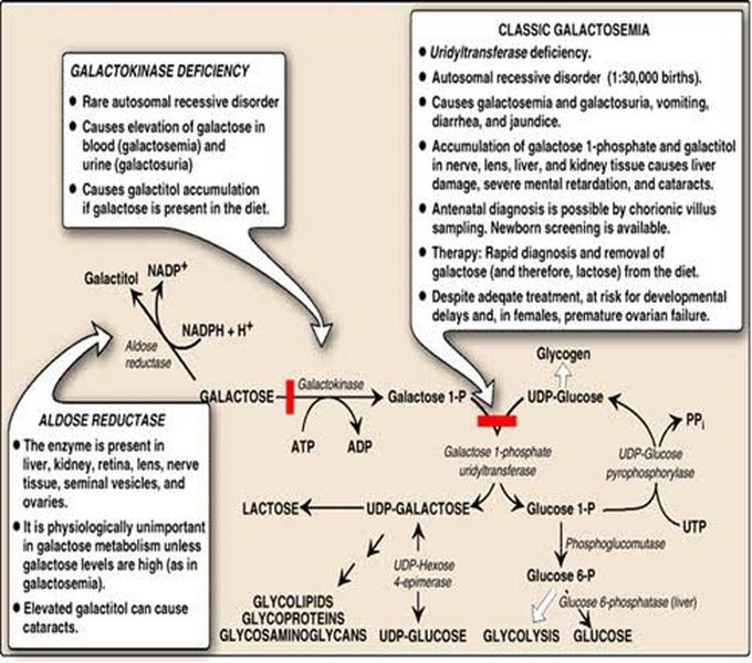 Mono and Disaccharide metabolism