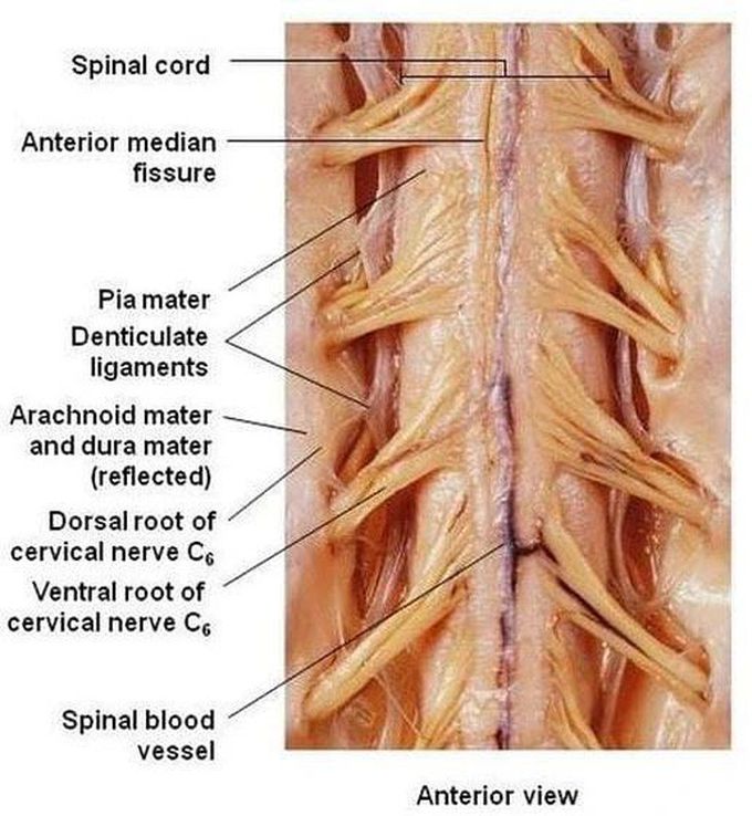 real spinal cord