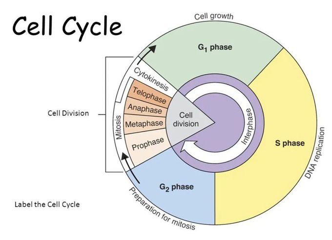 Phases of Cell Cycle