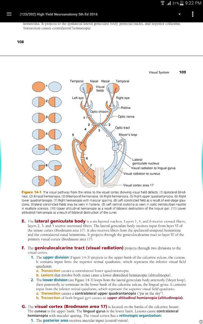 Visual Pathway