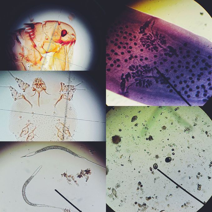 parasitology🔬🐛🐜🐞🦂