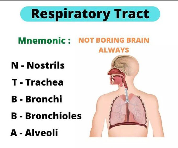 Learn the pathway of respiration