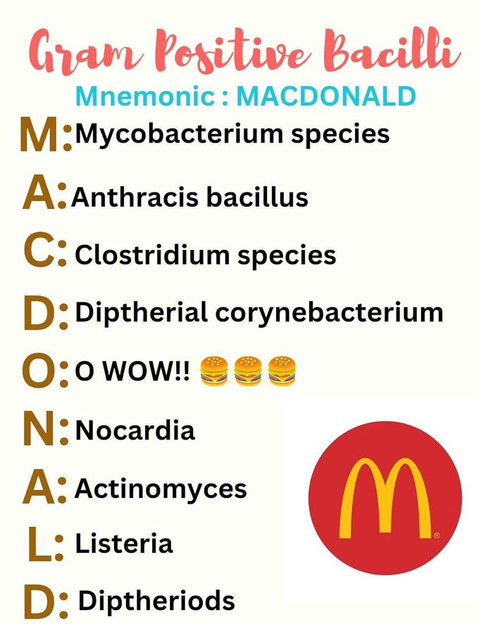 Gram Positive Bacilli