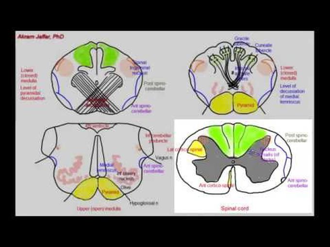 Detailed Internal Structure of Medulla Oblongata