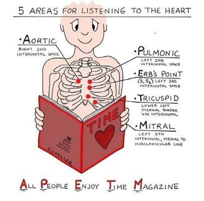Areas for listening to the heart