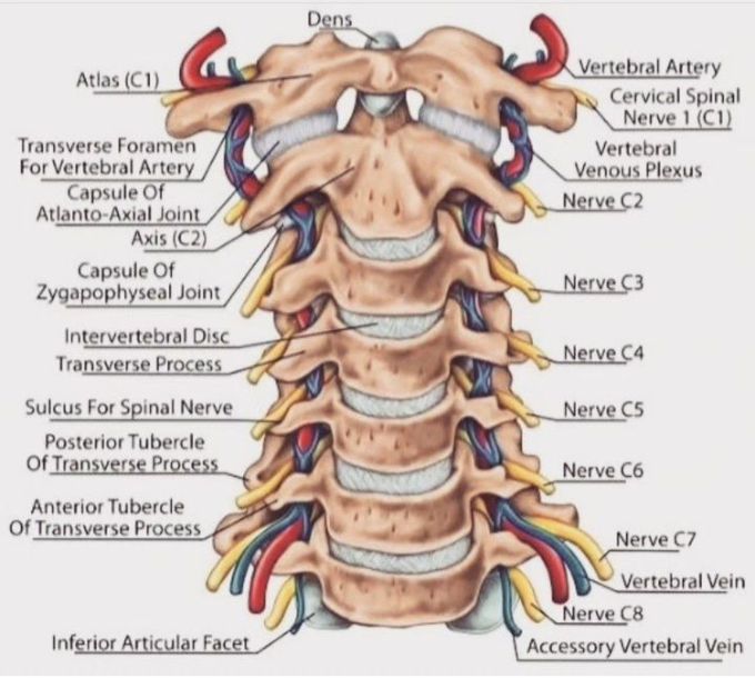 Cervical Vertebrae