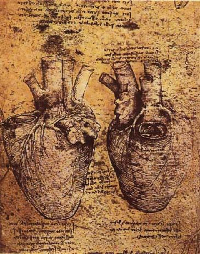 Heart by Leonardo da Vinci
