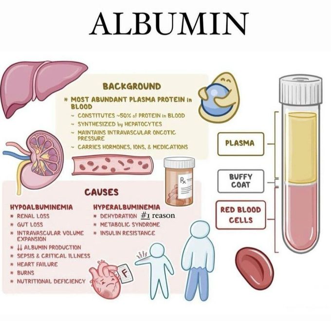 Albumin