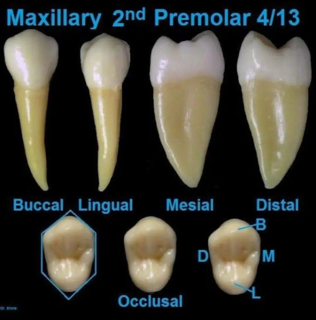 maxillary second premolar