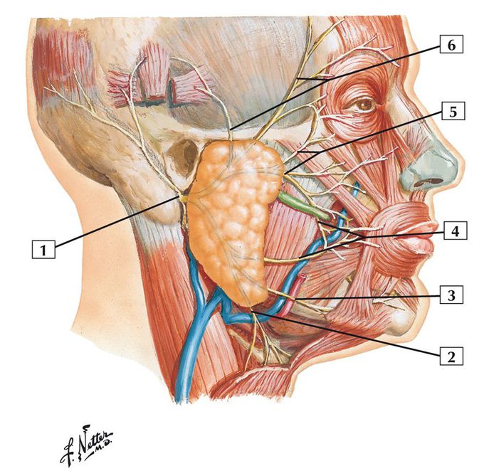 Anatomie des nerf