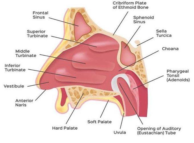 Anatomy of the Nose