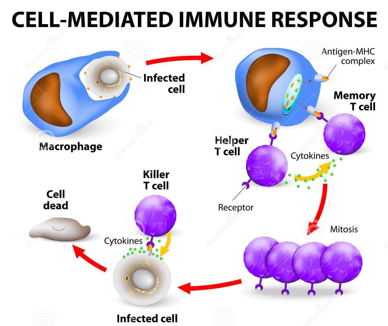 antibody mediated immunity