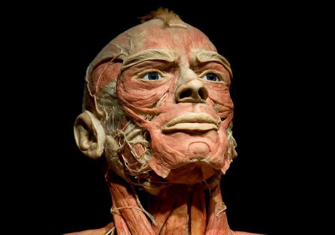 Anatomy