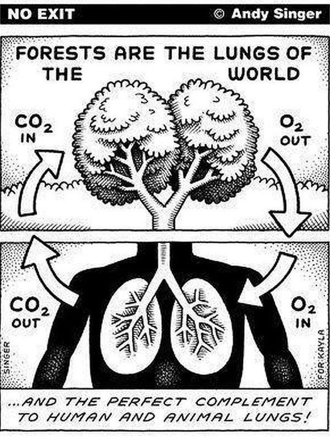 Save Trees 🌲 Save Life ......