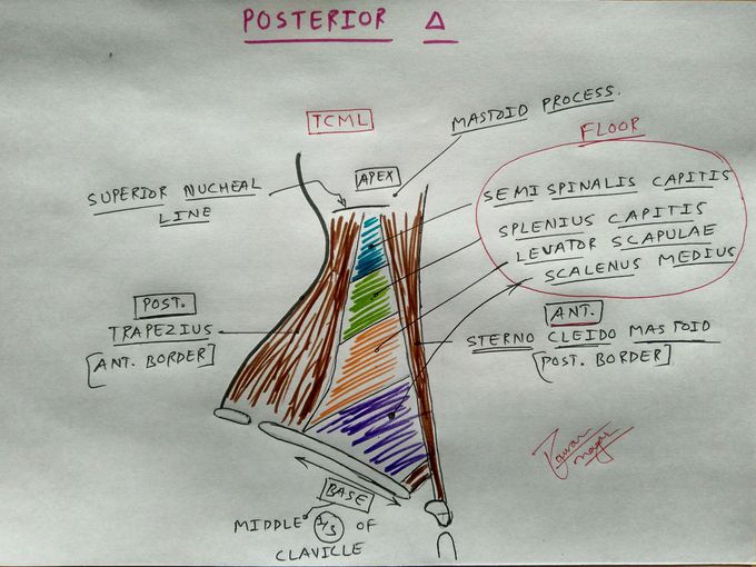 Posterior Triangle of Neck