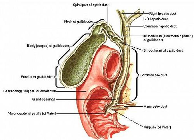 Causes of obstructive jaundice