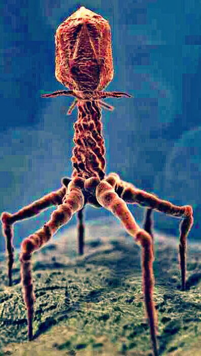 AMAZING IMAGE OF T4 BACTERIOPHAGE (A VIRUS) VIA ELECTRON MICROSCOPY.