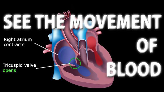 The Pathway of Blood Flow Through the Heart Animated Tutorial.