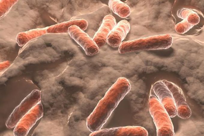Global warming linked with rising antibiotic resistance
