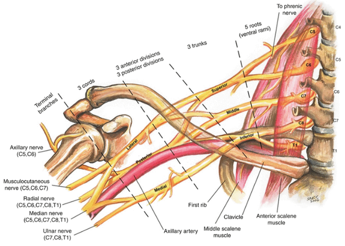 Brachial plexus