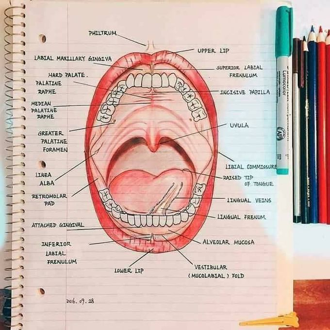 Anatomical markings of mouth