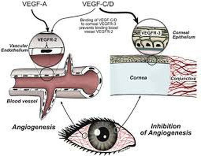 Blood supply of cornea