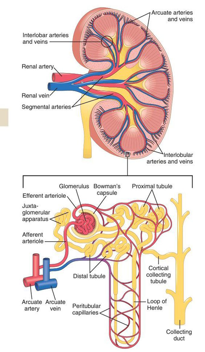 Human kidney