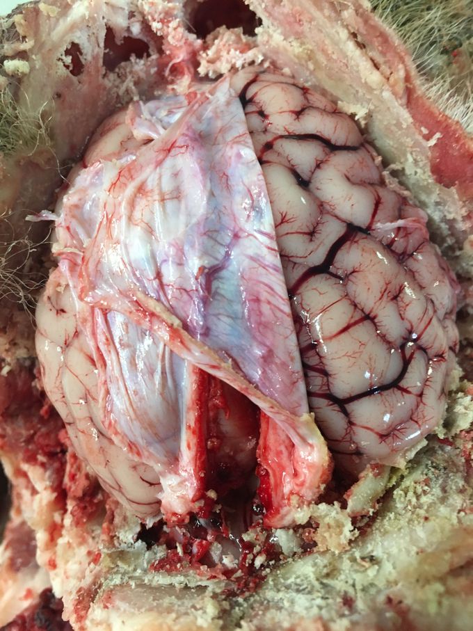 Sheep Brain