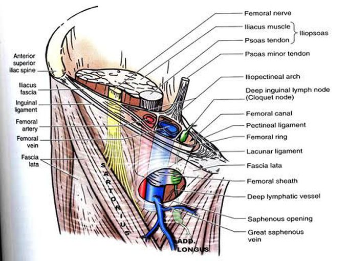 Anatomy of Femoral sheath