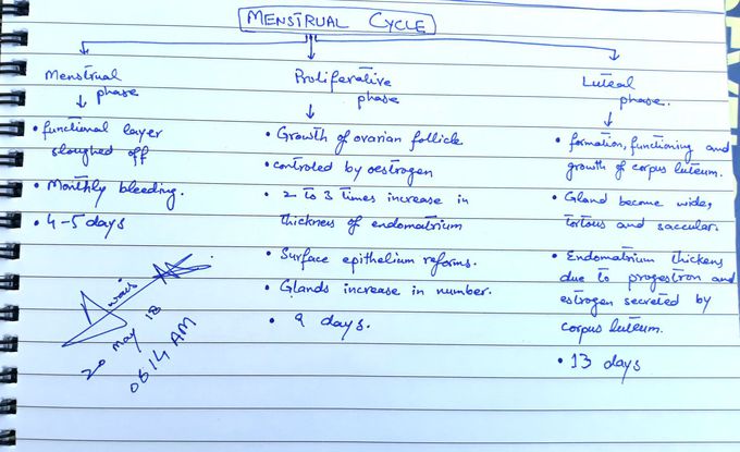 Quick revision of Menstrual cycle