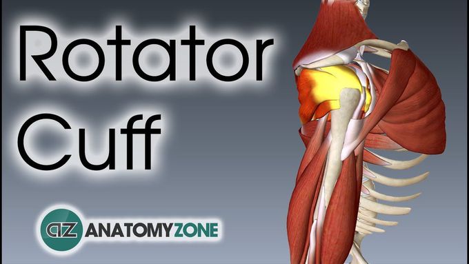 Rotator Cuff 3D Anatomy