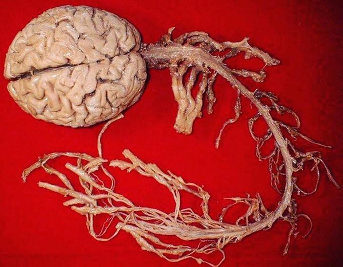 The nervous system!!