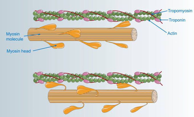 Tropomyosin and troponin