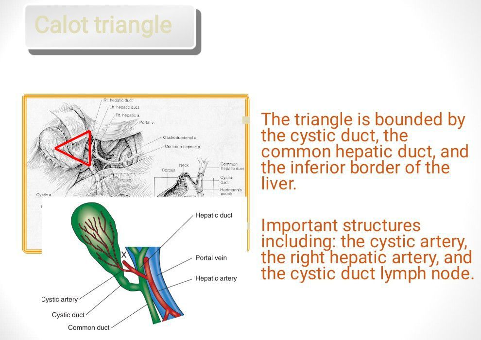 Calot Triangle Medizzy